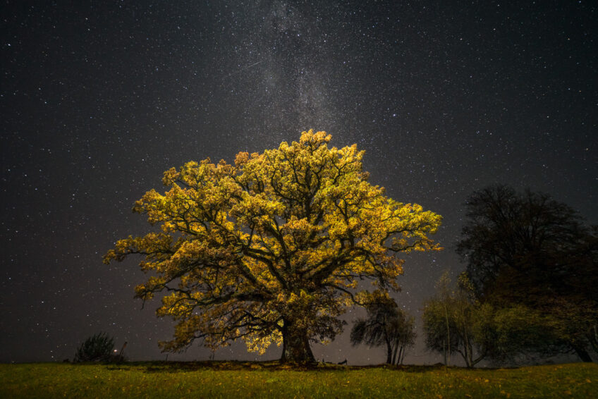 Chêne arbre de vie Revue Salamandre