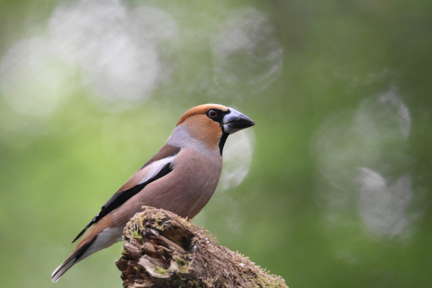 Grosbec casse-noyaux