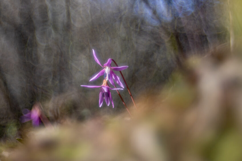 Dent de chien en fleur dans une forêt claire