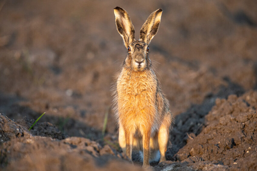 Face à face avec un lièvre brun dans un champ labouré