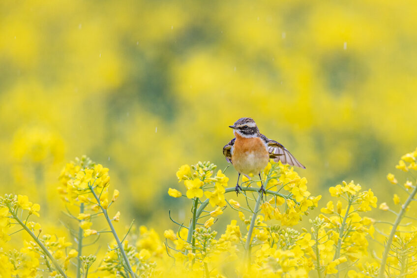 Tarier des prés dans un champ de colza sous la pluie