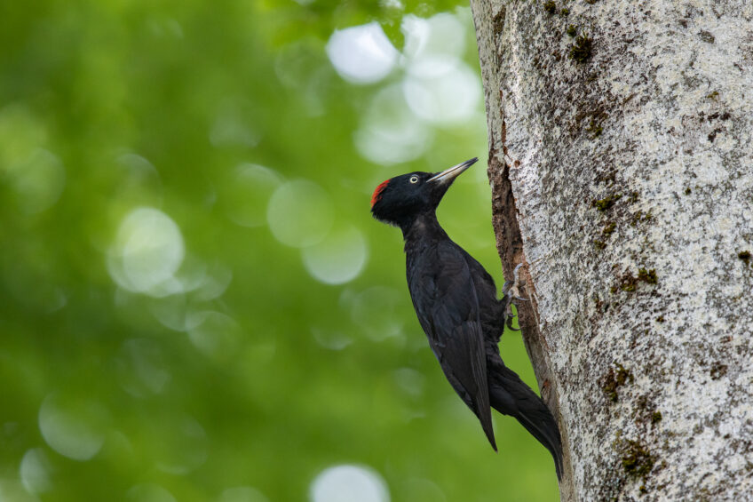 Pic noir à la loge sur un hêtre