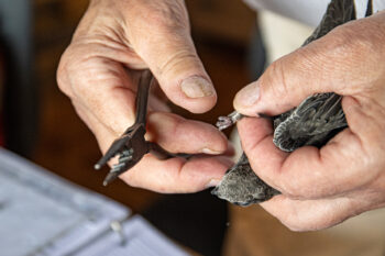 © Alessandro Staehli - www.indionature.com