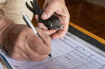 © Alessandro Staehli - www.indionature.com