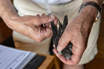 © Alessandro Staehli - www.indionature.com