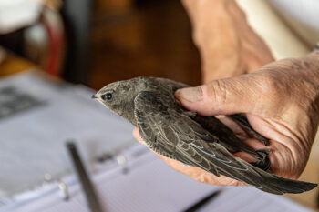 © Alessandro Staehli - www.indionature.com