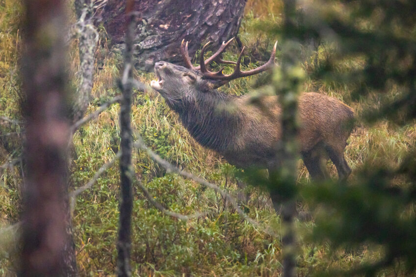 Cerf mâle bramant dans un clairière