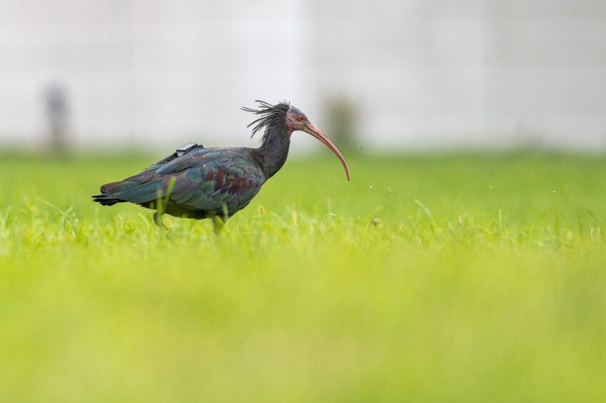 Ibis chauve équipé d'une balise GPS dans un pâturage