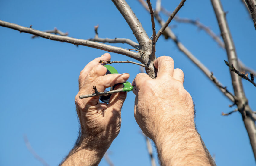 Greffez un arbre fruitier
