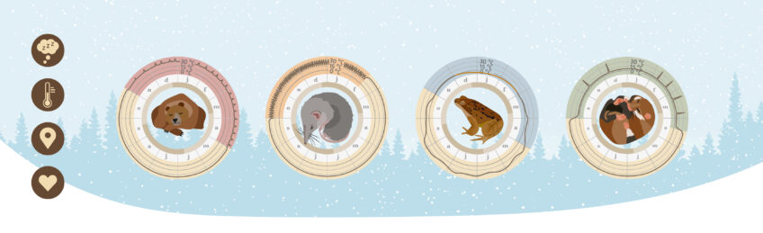 animaux qui hibernent