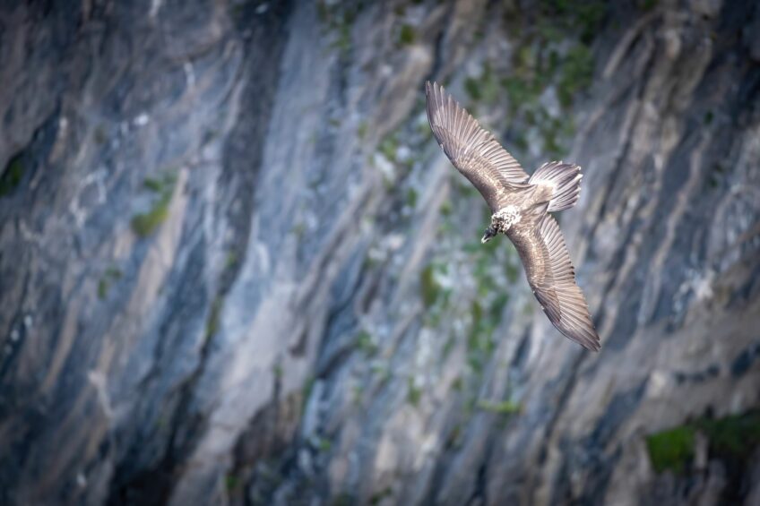 Gypaète juvenile -Derborence Gypaète juvenile