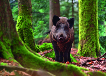 2F3C4T5 The wild boar (Sus scrofa - wild swine - Eurasian wild pig - wild pig) in his natural environment in european forest in late autumn