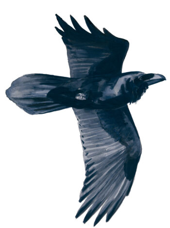 Corvidés : les 10 espèces de France et de Suisse - grand corbeau