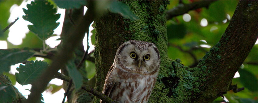 chevêchette ou chouette de tengmalm