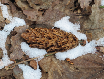 Pommes de pin neige