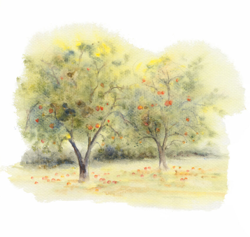 Greffez un arbre fruitier