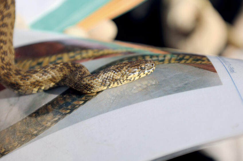 Après plusieurs mois en captivité, les couleuvres vipérines du Doubs sont identifiées précisément et leur état de santé est contrôlé avant le relâcher. Couleuvre vipérine : une première réintroduction en France
