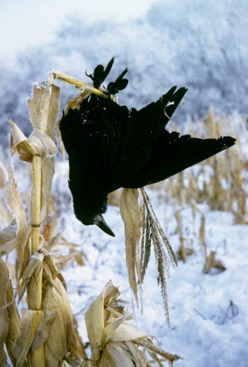 Cadavre de corbeau freux utilisé comme épouvantail. Chasse aux corvidés en France, le point avec Pierre Rigaux