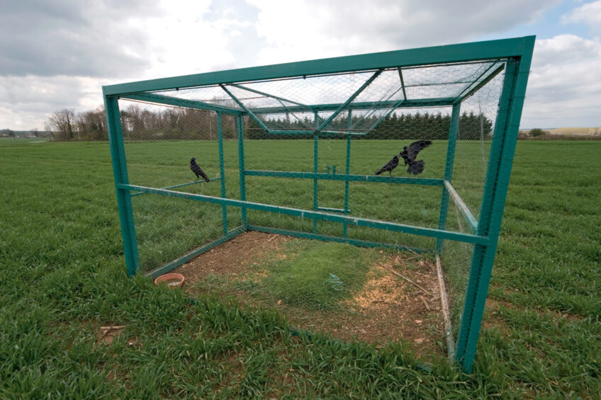 Cage-piège avec corneilles noires prisonnières. Chasse aux corvidés en France, le point avec Pierre Rigaux