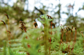 Capsules de branchule cyprès / © Lucas Michelot 
