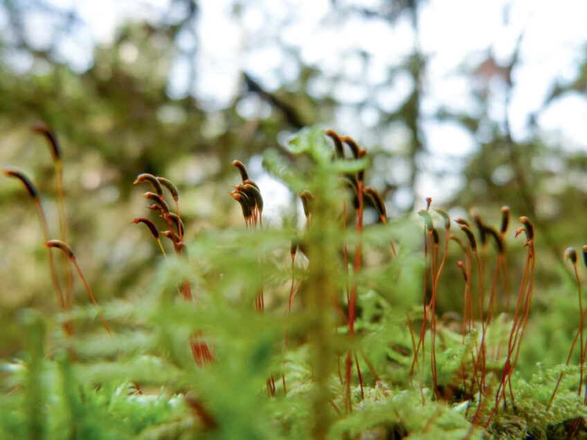 Capsules de branchule cyprès Perche de noisetier rongée par le castor