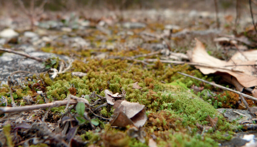 A la découverte des mousses du Moulin de Vert à Genève