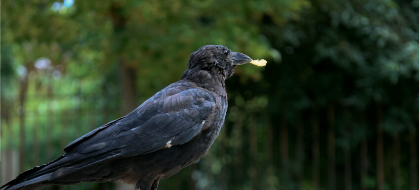 La corneille noire sur la voix de la réhabilitation à Paris