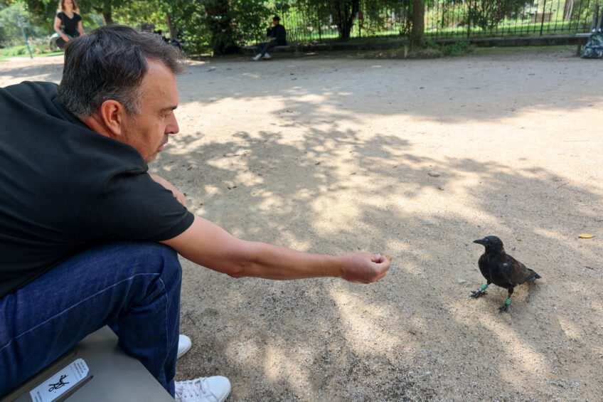 La corneille noire sur la voix de la réhabilitation à Paris