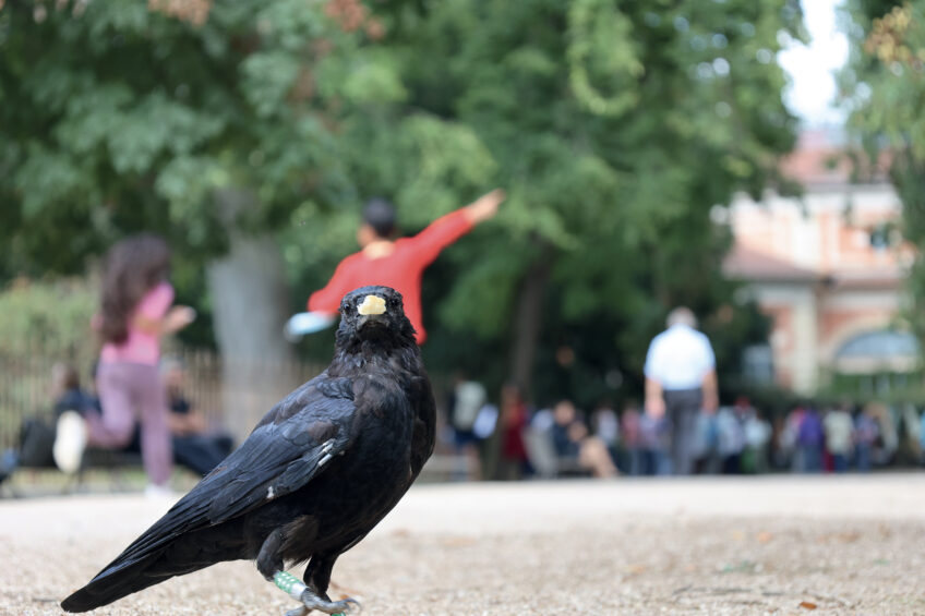 La corneille noire sur la voix de la réhabilitation à Paris