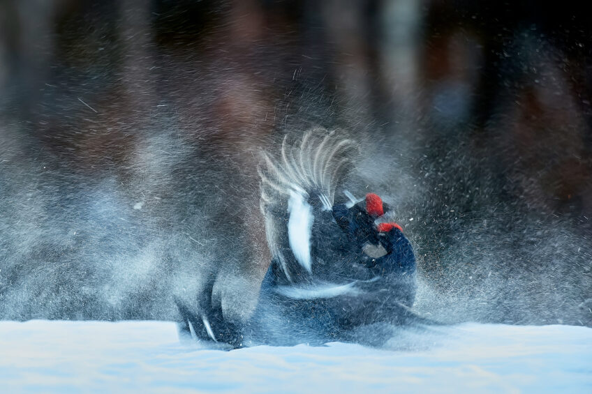 Les 13 plus belles photos d'oiseaux de 2021 selon le Vogelwarte