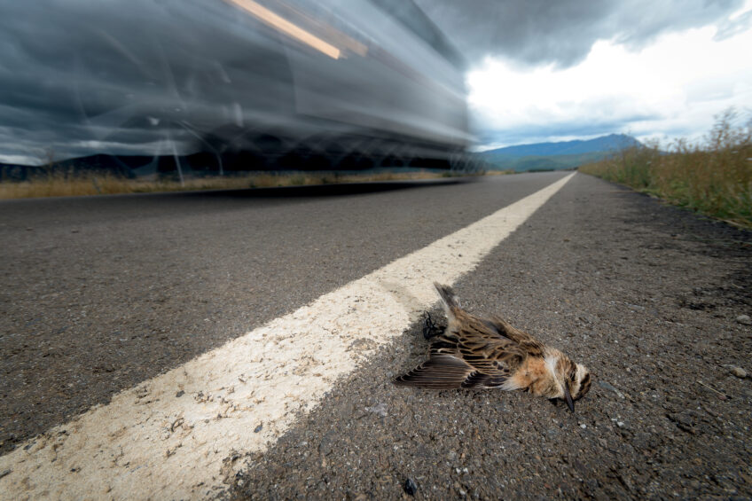 Les 13 plus belles photos d'oiseaux de 2021 selon le Vogelwarte