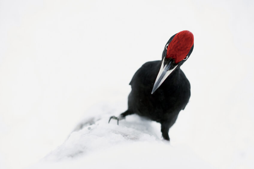 Les 13 plus belles photos d'oiseaux de 2021 selon le Vogelwarte