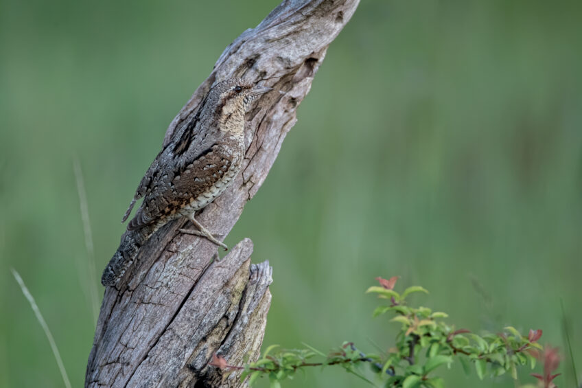 Les 13 plus belles photos d'oiseaux de 2021 selon le Vogelwarte