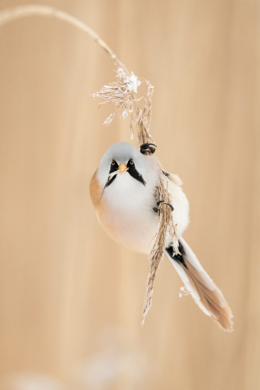 Les 13 plus belles photos d'oiseaux de 2021 selon le Vogelwarte