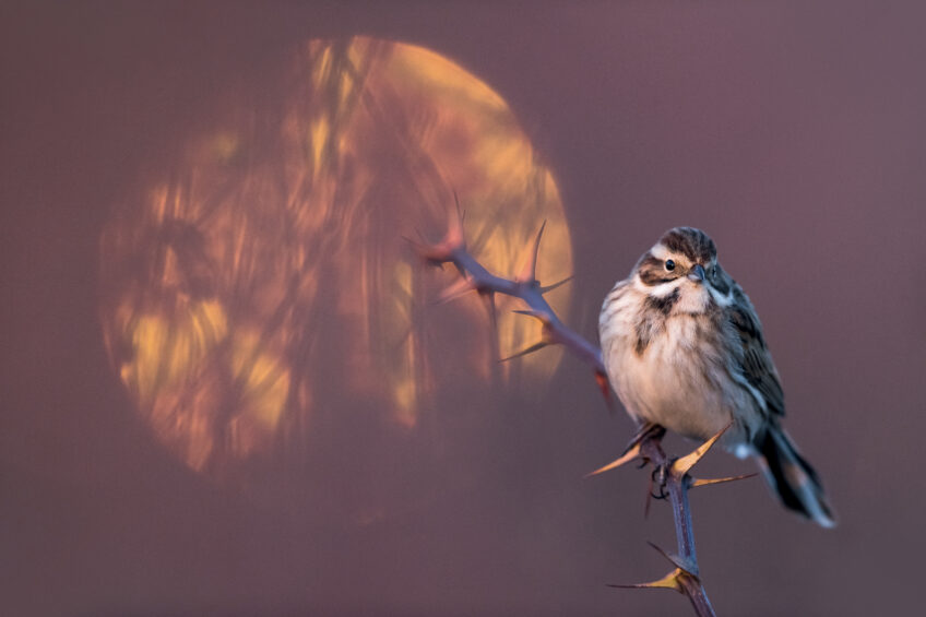 Les 13 plus belles photos d'oiseaux de 2021 selon le Vogelwarte