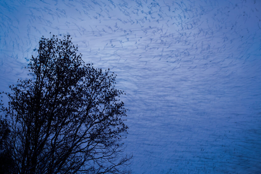 Les 13 plus belles photos d'oiseaux de 2021 selon le Vogelwarte