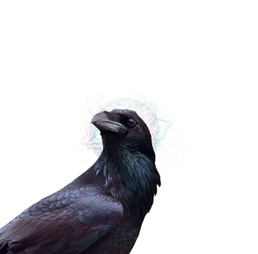 L'intelligence des corvidés prouvée et expliquée par les scientifiques