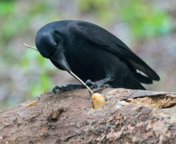 L'intelligence des corvidés prouvée et expliquée par les scientifiques