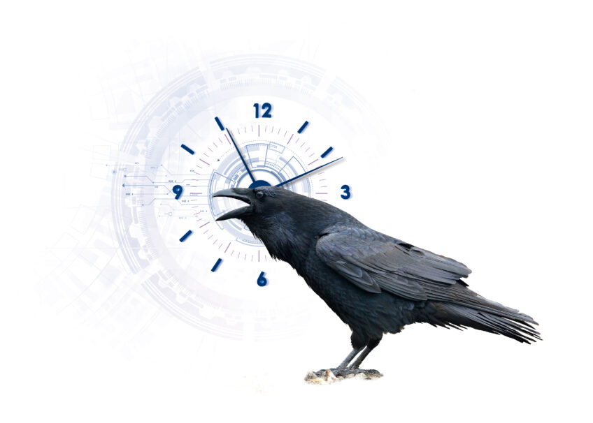 L'intelligence des corvidés prouvée et expliquée par les scientifiques