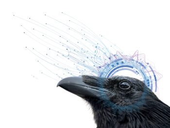 L'intelligence des corvidés prouvée et expliquée par les scientifiques