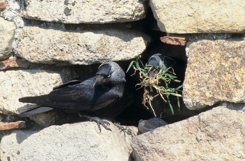 Choucas des tours, quelle est sa situation en Suisse ?