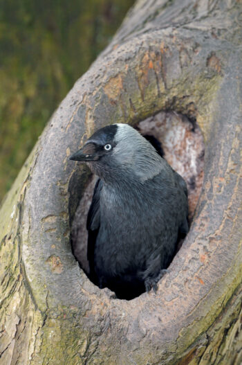 Dans les parcs urbains et en forêt, les choucas utilisent 
les cavités naturelles et les loges de pic noir.
 Choucas des tours, quelle est sa situation en Suisse ?