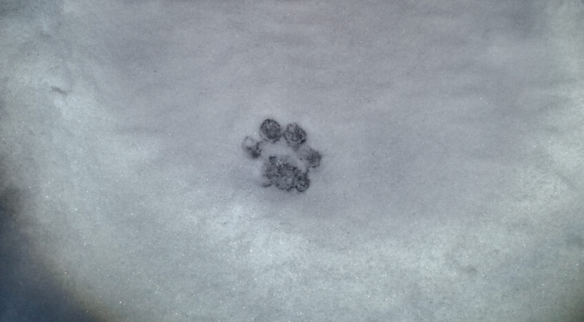 Empreinte de lynx dans la neige Empreinte de lynx dans la neige