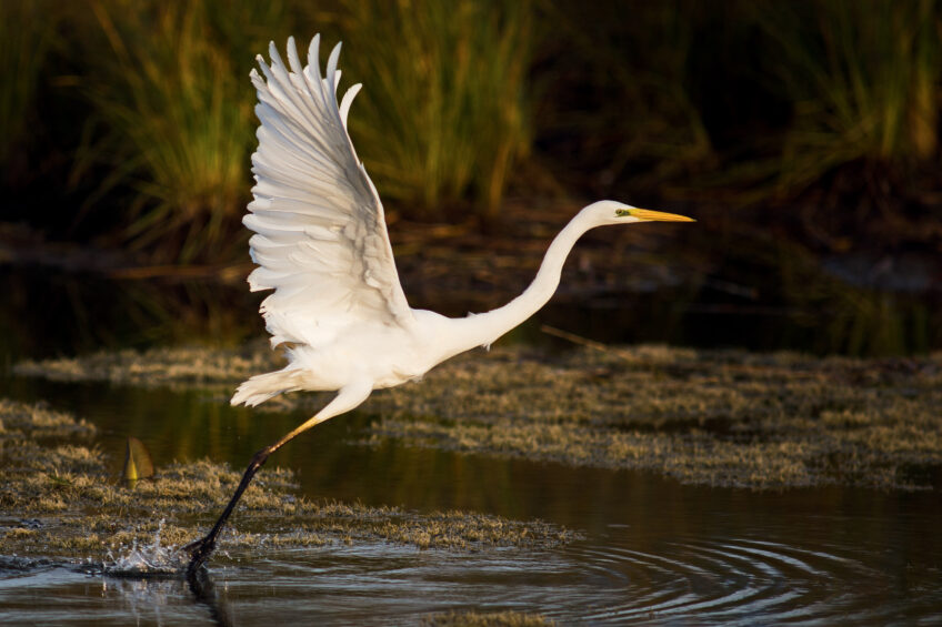 Grande aigrette Grande aigrette