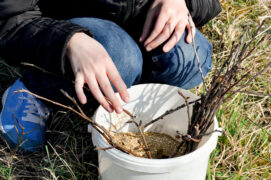 Prélevez en janvier des rameaux de l’année sur l’arbre à multiplier. Conservez-les dans du sable humide ou dans une boîte hermétique au bas du réfrigérateur.