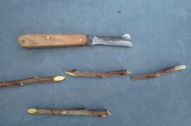 Coupez le haut et le bas des greffons en mars, pour ne garder que la partie centrale avec deux ou trois bourgeons.