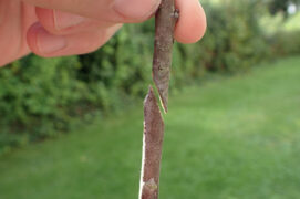 Taillez en biseau la base du greffon et un rameau de l’arbre porte-greffe du même diamètre. Jointez-les aussi précisément que possible. Attention au sens du greffon !