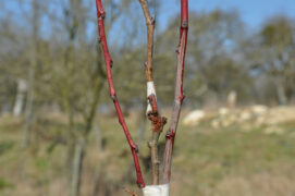 Ligaturez la greffe très serrée avec le ruban adhésif ou le raphia. Ajoutez au-dessus une branche souple pour empêcher les oiseaux d’endommager le rameau en se posant dessus.