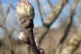 Patientez. Si l’été suivant le greffon s’orne de feuilles, c’est que la greffe a réussi, bravo ! Mais il faudra probablement attendre une année de plus pour croquer les fruits de votre travail.