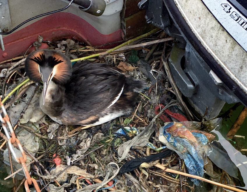 Plastique, une association nettoie le bord du Léman